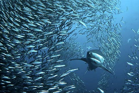 Picture 7 of Landscape of fantasy hunting under the ocean