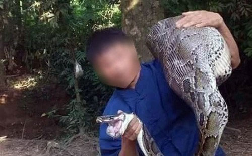 Picture 1 of Lang Son people caught huge python living swallowing goats on mountains