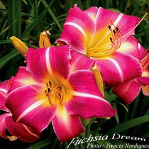Picture 1 of Lantern flowers - Fuchsia