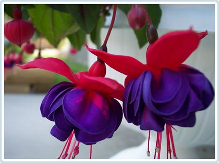 Picture 3 of Lantern flowers - Fuchsia
