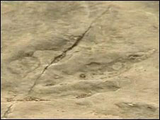 Picture 1 of Large fossil dinosaur footprints discovered