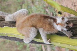 Picture 1 of Large loris species found in Phu Quoc