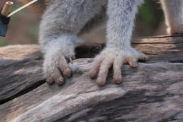 Picture 3 of Large loris species found in Phu Quoc