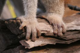 Picture 4 of Large loris species found in Phu Quoc