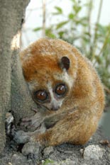 Picture 5 of Large loris species found in Phu Quoc