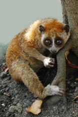 Picture 6 of Large loris species found in Phu Quoc