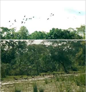 Large numbers Green winged crab in Important Bird Region West Pang Pangolin images 2