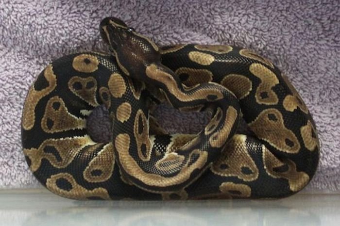 Picture 1 of Large pythons revive after frozing on the English sidewalk