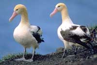 Picture 1 of Large seagulls once existed in the North Atlantic