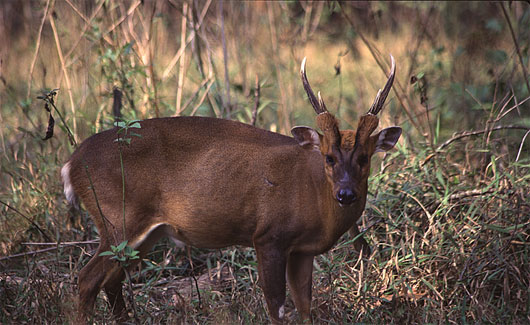 Picture 1 of Large species of rare species found in Sao La conservation area