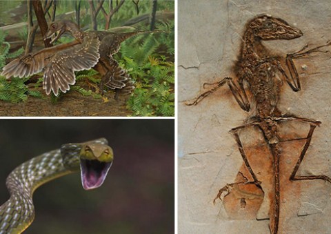 Picture 2 of Latest findings on poisonous species