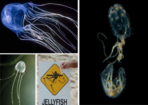 Picture 3 of Latest findings on poisonous species