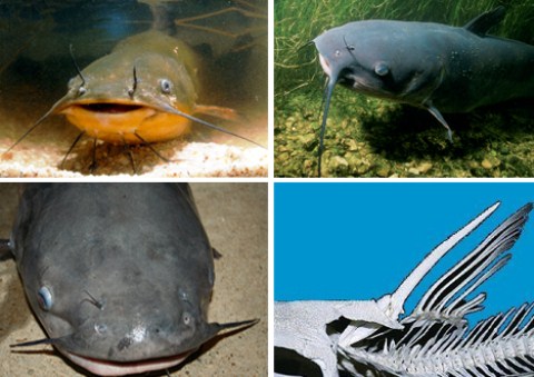 Picture 4 of Latest findings on poisonous species