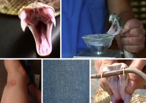 Picture 5 of Latest findings on poisonous species