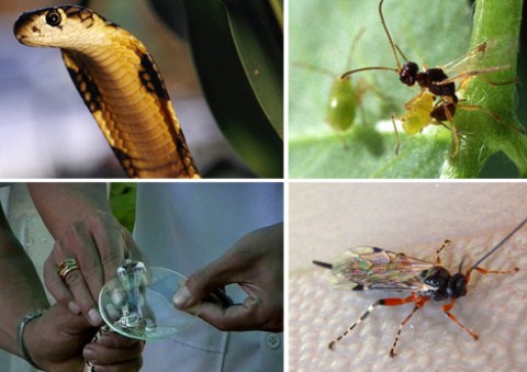 Picture 6 of Latest findings on poisonous species