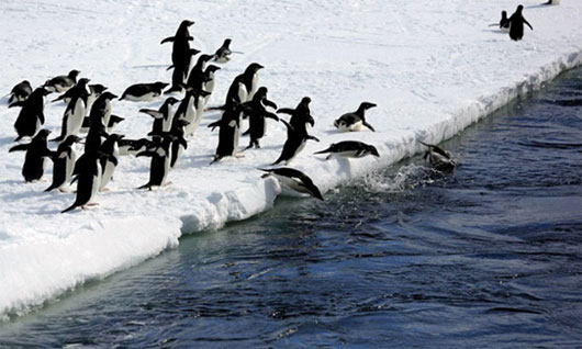 Picture 3 of Latest pictures of the Antarctic icy region