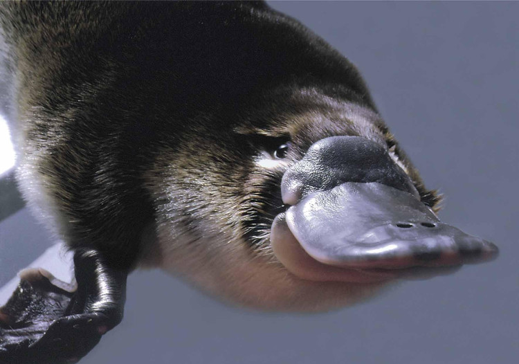 Picture 1 of Latest weapons against antibiotic resistance - Platypus milk