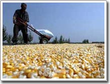 Picture 1 of Latin America warns of the impact of biofuel production