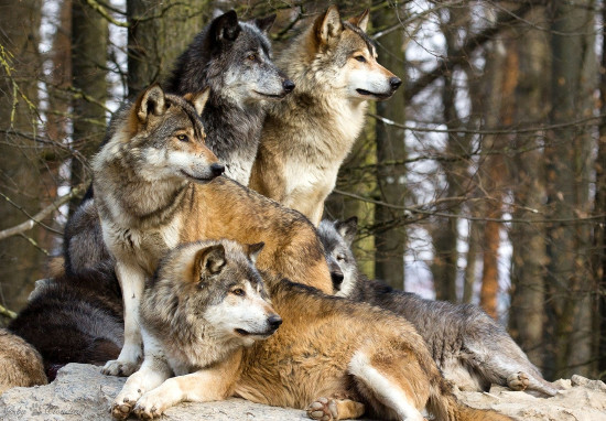 Picture 1 of Launched a fight against wolves in Russia