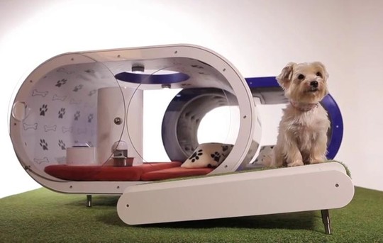 Picture 1 of Launching a smart home for pet dogs costs £ 20,000