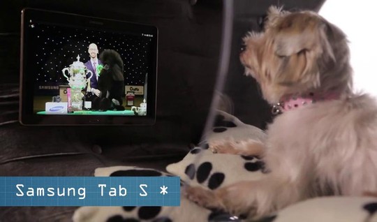 Picture 2 of Launching a smart home for pet dogs costs £ 20,000