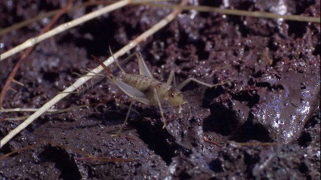 Picture 5 of Lava crickets: Legendary animals appear only after volcanic eruptions, the grass has just disappeared