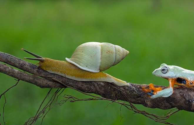 Picture 1 of Lazy frog, go for snails