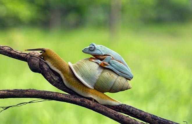 Picture 3 of Lazy frog, go for snails