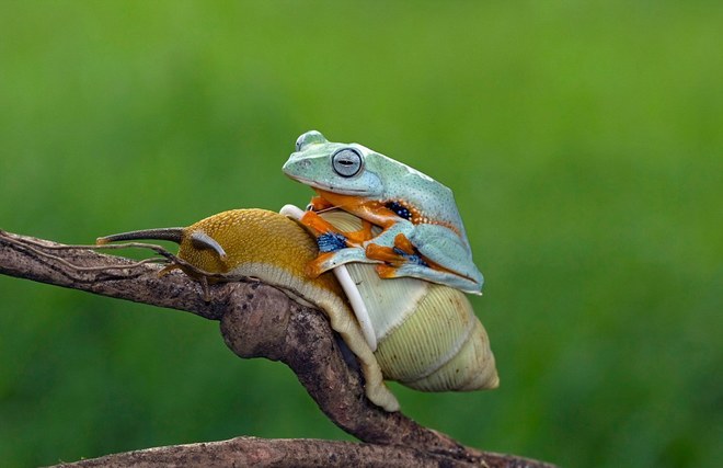 Picture 4 of Lazy frog, go for snails