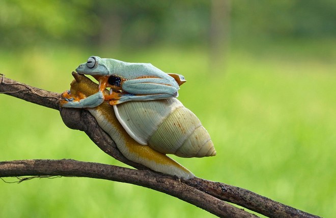Picture 5 of Lazy frog, go for snails