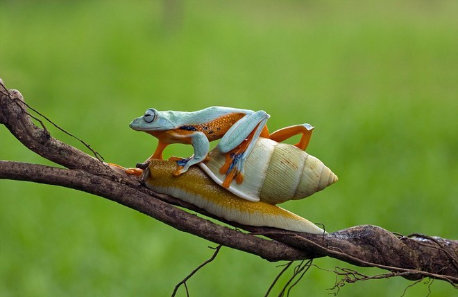 Picture 6 of Lazy frog, go for snails