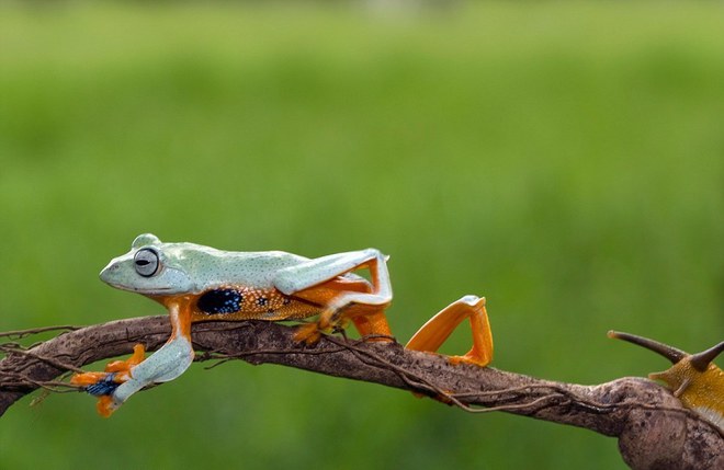 Picture 7 of Lazy frog, go for snails