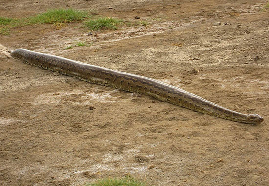 Picture 1 of Learn about African carnivorous pythons