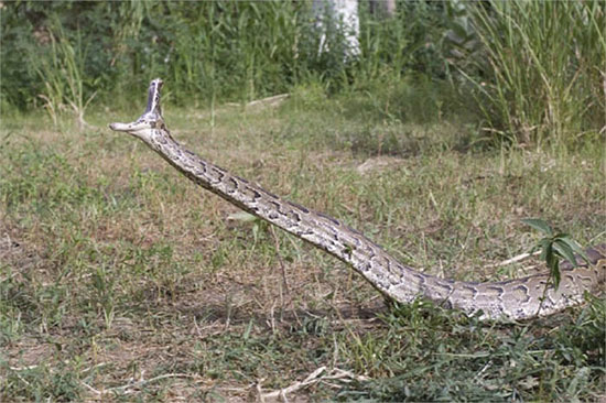 Picture 2 of Learn about African carnivorous pythons