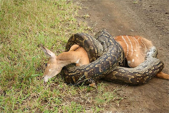 Picture 4 of Learn about African carnivorous pythons