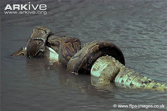 Picture 5 of Learn about African carnivorous pythons