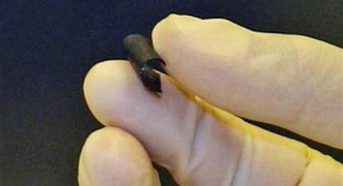 Picture 1 of Learn about bio-batteries - Green energy sources in the future