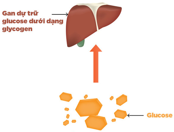 Picture 4 of Learn about carbohydrates, which everyone needs to know