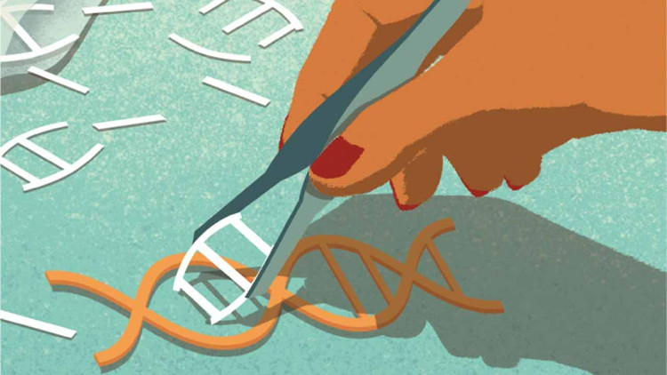 Picture 3 of Learn about CRISPR - The genetic modification technology that China has just surpassed the United States