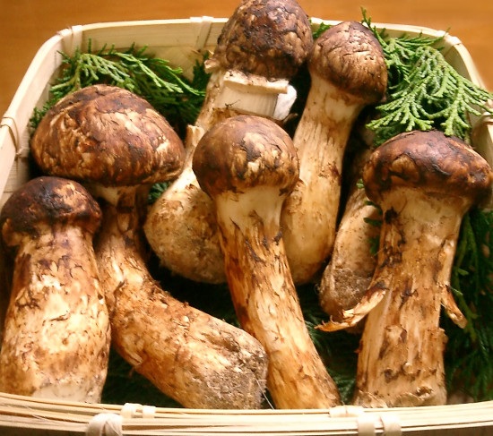 Picture 1 of Learn about exotic mushrooms in Japanese cuisine (1)