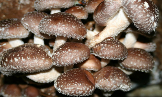 Picture 2 of Learn about exotic mushrooms in Japanese cuisine (1)