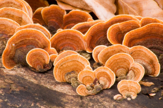 Picture 4 of Learn about exotic mushrooms in Japanese cuisine (1)