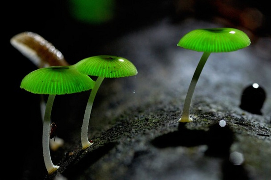 Picture 5 of Learn about exotic mushrooms in Japanese cuisine (1)