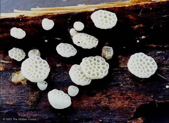 Picture 6 of Learn about exotic mushrooms in Japanese cuisine (1)