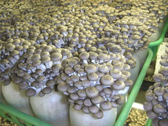 Picture 4 of Learn about exotic mushrooms in Japanese cuisine (2)