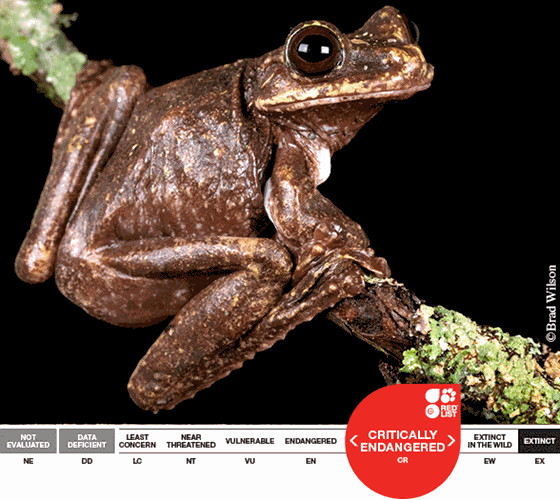 Picture 2 of Learn about frogs recently extinct Rabbs