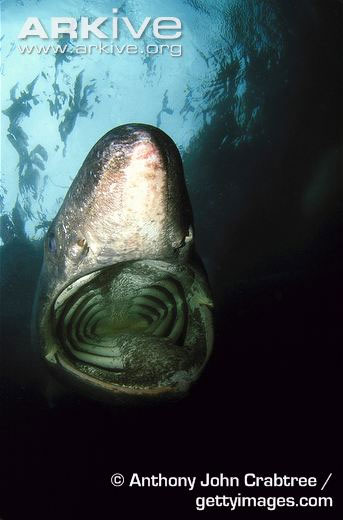 Picture 4 of Learn about giant sharks with monstrous bodies