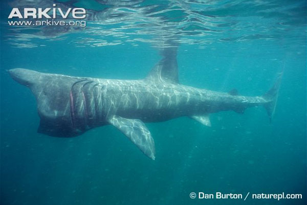 Picture 5 of Learn about giant sharks with monstrous bodies