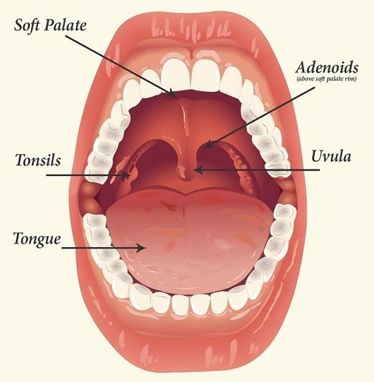 Picture 8 of Learn about 'horror' things in the human body
