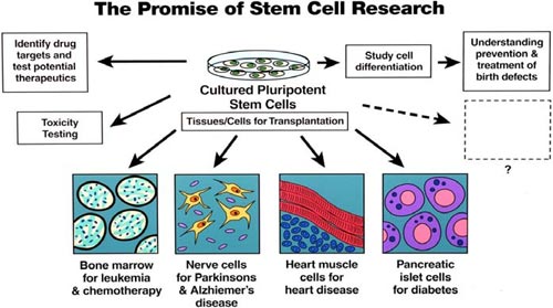 Picture 3 of LEARN ABOUT ORIGINAL CELL (Part 1)